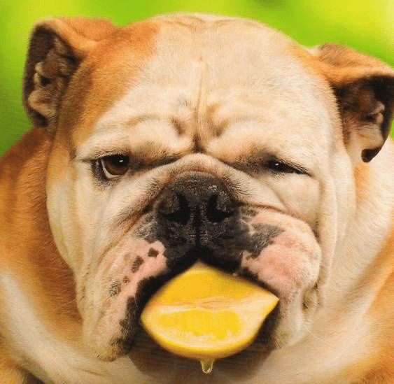 Bulldogs Licking Lemons