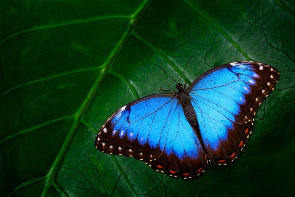 Are you a butterfly or grasshopper?